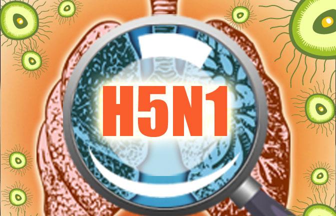 Peternak: Virus H5N1 Varian Baru Serang Ayam