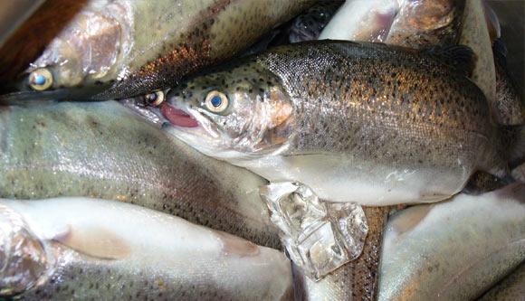Cuaca Buruk, Harga Ikan di Manokwari Naik 200 Persen