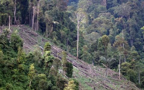 Areal Desa Masuk Hutan, Bupati TTU Minta Kemenhut Kaji Ulang Kawasan Hutan