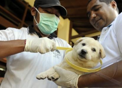 Seluruh Anjing Di Bali Divaksinasi Anti Rabies