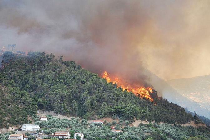 WALHI: Tangkap Pembakar Hutan di Tebo Jambi!