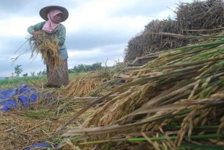 Petani Tanam Hortikultura, Pemkab Banyuwangi Tetap Yakin Produksi Padi Aman