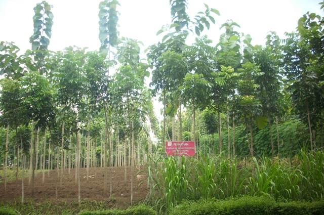 Kemenhhut Selidiki Alih Fungsi Hutan di Batu Malang
