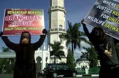 Warga Aceh Diminta Lindungi Orangutan