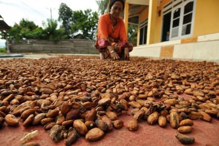 Kementan Klaim Pengolahan Kakao Dalam Negeri Meningkat