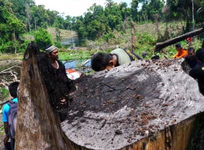 Aceh Susun Rencana Pembangunan Hutan untuk 20 Tahun