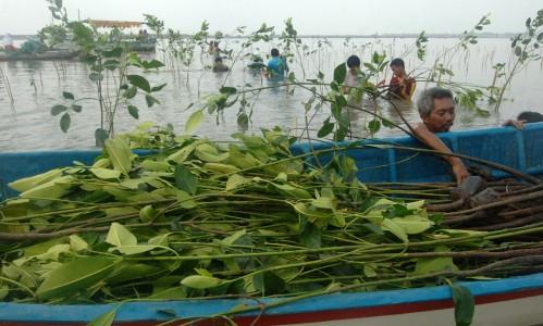 Sampah Plastik Ancam  Ekosistem Mangrove dan Ikan