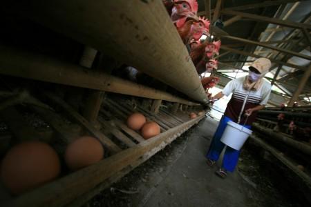 Jelang Kenaikan BBM, Harga Telur Melonjak