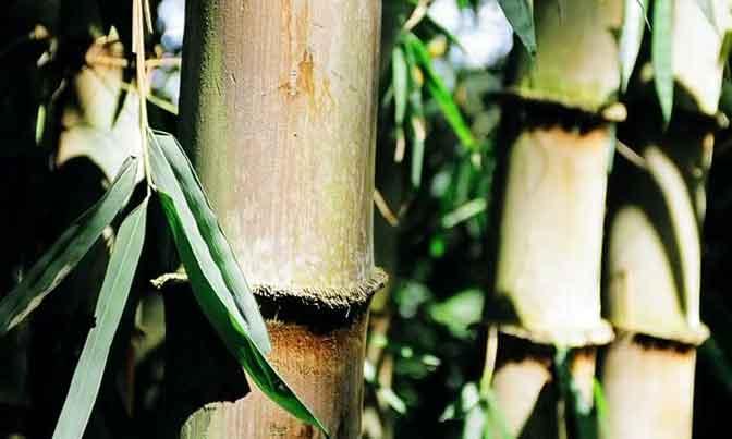 Pulau Jawa Prioritas Pengembangan Hutan Bambu