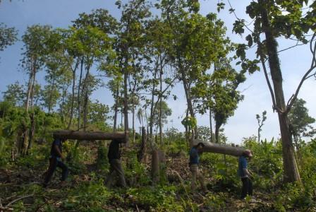 Petani Gunungkidul Minta Menhut Keluarkan Izin Tebang Pohon