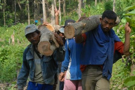 Kemenhut: Kepala Desa Bisa Izinkan Tebang Pohon di Gunungkidul