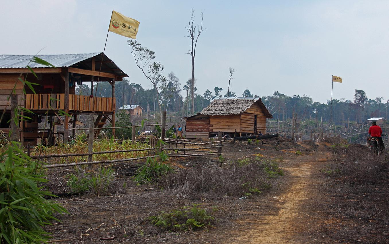 Pembangunan Jalan di Hutan Harapan Jambi Gagalkan Upaya Restorasi