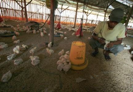Balita di Bekasi Meninggal Diduga Karena Flu Burung