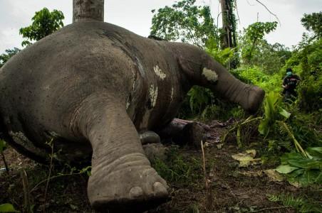 Stop Perburuan Gading, Selamatkan Gajah Sumatera!