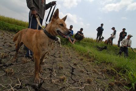 Vaksinasi Anjing Terkendala Dana, Banyuwangi Terancam Rabies