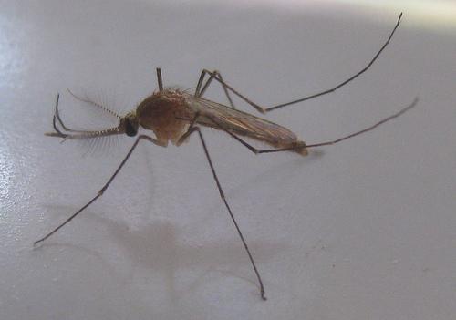 Wah, Sejak Juli Stok Obat Malaria di Timika Kosong
