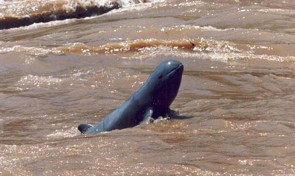 Irrawaddy dolphins under threat from electrofishing