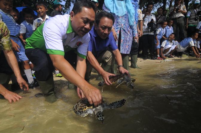Izin Konservasi Penyu di Bali Tak Diperpanjang
