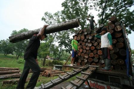 Ketika Anggota TNI dan Perangkat Desa Membalak Hutan
