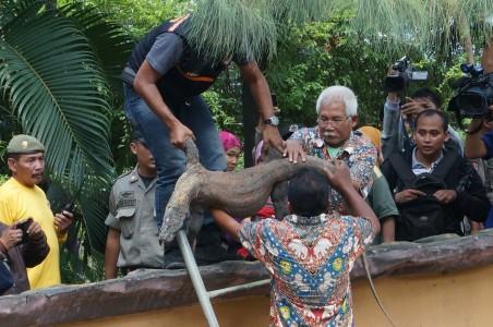 Ini Dia Penyebab Kematian Komodo di KBS Surabaya