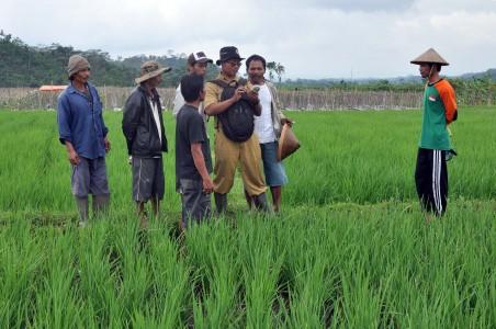 IPB Kembangkan Pertanian Lahan Pasang Surut untuk Penuhi Kebutuhan Kedelai