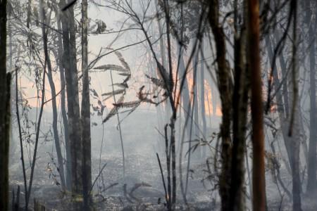 Satgas Tanggap Darurat Klaim Riau Sudah Aman