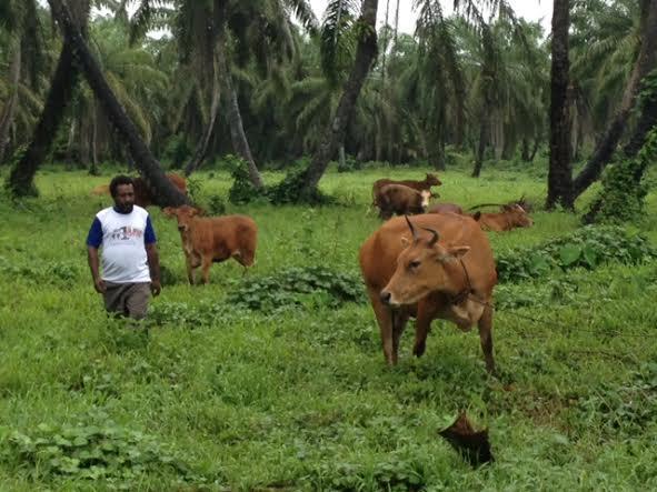 Peternakan Sapi Sawit akan Dikembangkan di Papua