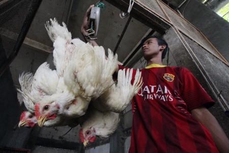 90 Persen Ayam Potong di Retail Modern Tidak Sehat dan Tidak Halal