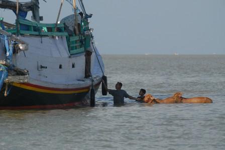 Delapan Korban Kapal di Mentawai Berhasil Diselamatkan
