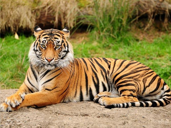 Kemenhut: Penangkaran Harimau untuk Budidaya Dimungkinkan