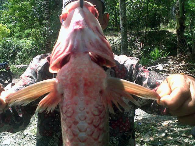 Keracunan Tambang, Ribuan Ikan di Pidie dan Aceh Jaya Mati