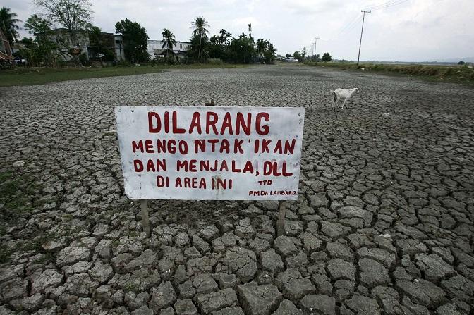 60 Ribu Hektar Lebih Lahan Pertanian di Aceh Kekerigan