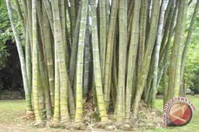 Kemhut Gelontorkan Rp 1,3 M Program Kluster Bambu Bondowoso