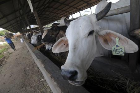Himpuli Desak Pemerintah Subsidi Pakan Ternak