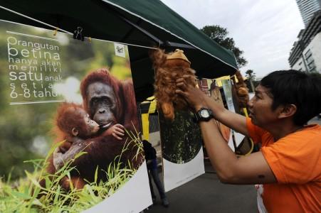 Pemerintah: Pembunuhan Orangutan Nyaru Menteng akan Diusut