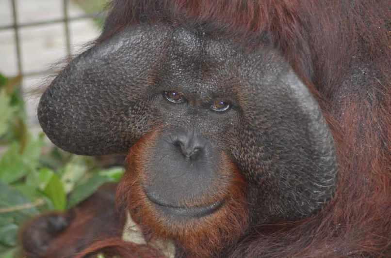 Orangutan di Nyaru Menteng Diduga Dibunuh Karyawan Kebun Sawit