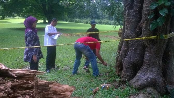 Polres Bogor Datangkan Ahli IPB Selidiki Pohon Tumbang