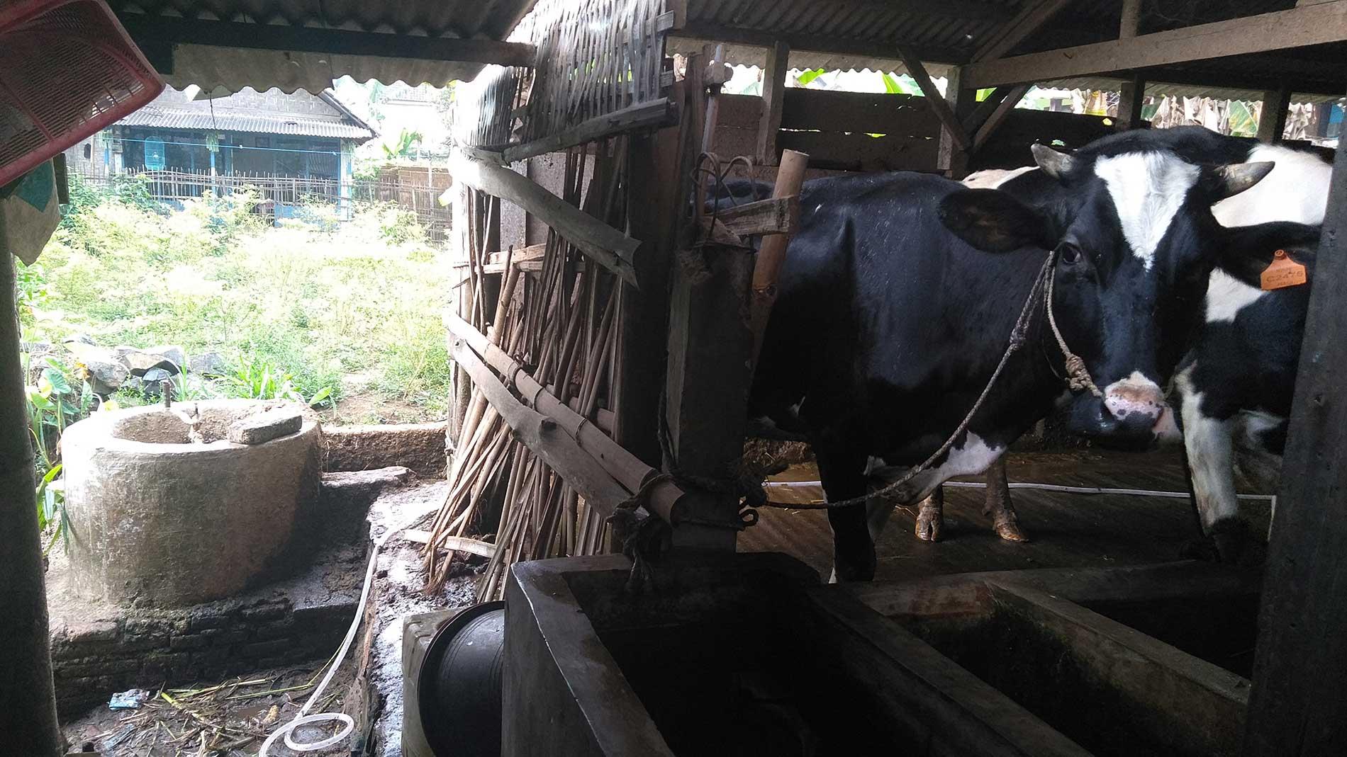 peternak sapi dusun bendrong sudah 10 tahun lebih mengolah limbah sapi menjadi biogas