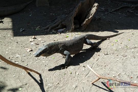 WALHI: Proyek 'Jurassic Park' Pulau Rinca Komodo Tak Dilengkapi Amdal