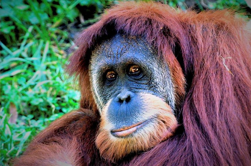 Gegara Karhutla, Orangutan Juga Kena ISPA