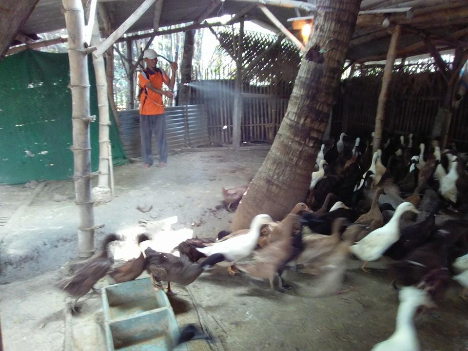 Ribuan Unggas di Banyuwangi Mati, Diduga Flu Burung