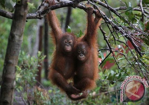 Populasi Orangutan Kalimantan Diperkirakan Terus Berkurang