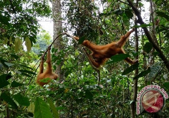 Kalbar Usulkan Perda Khusus Konservasi Orangutan