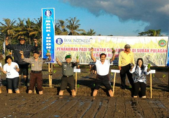 Tekan Inflasi, TPID Bali Tanam Padi 10 Hektare