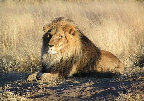 Netizen Memburu Sang Pemburu Singa Afrika