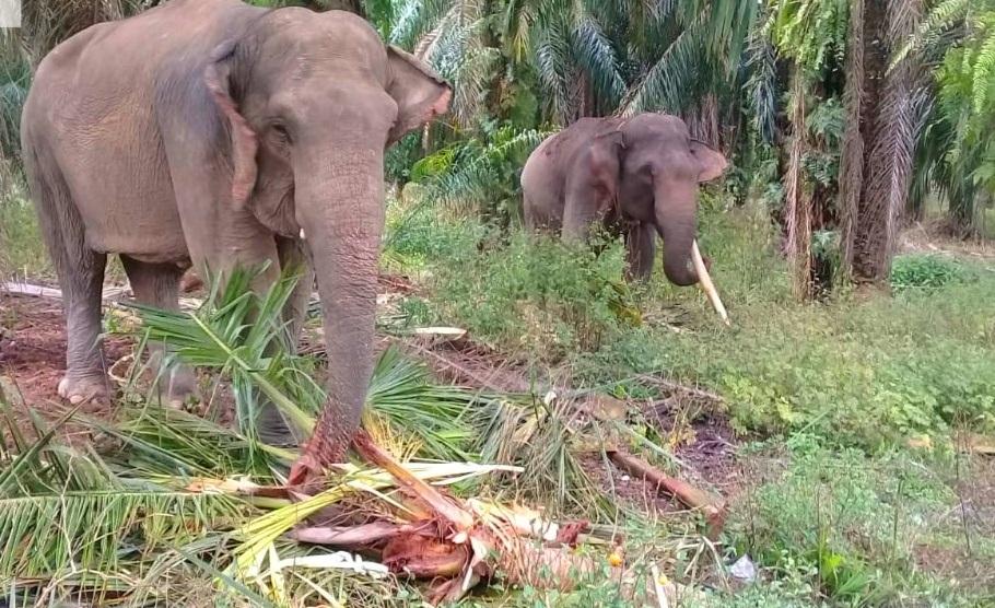 Puluhan Gajah Liar Rusak Tanaman  di Aceh Timur