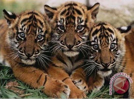 Tiga Bayi Harimau Lahir di Kebun Sawit PT Agrisinal Mukomuko
