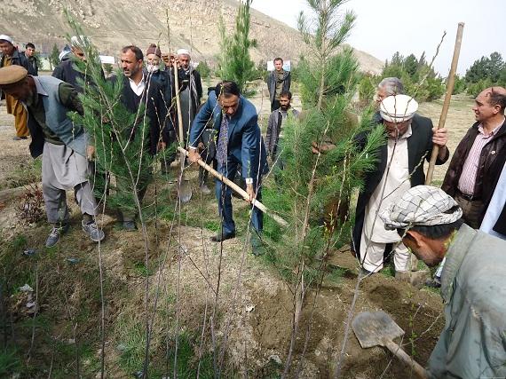Afghan government lauched a nation wide tree plantation on nawroz. (Photo: Shadi Khan Saif)