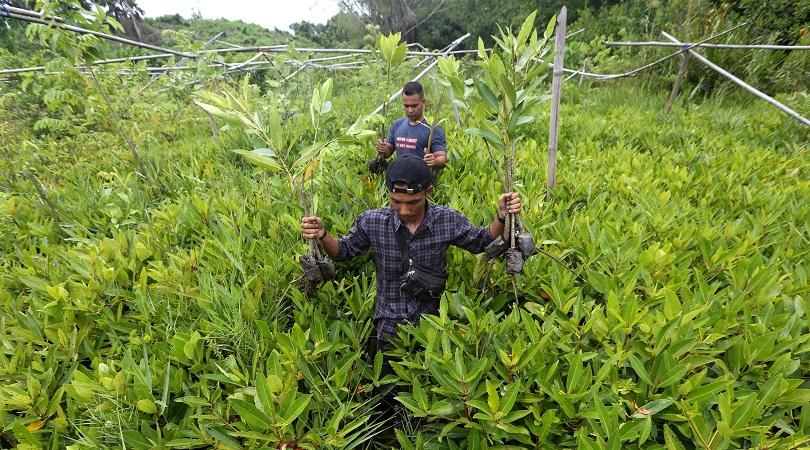 Ilustrasi: Aktivis lingkungan dan FJL Aceh membawa bibit mangrove di lokasi pembibitan Desa Gampong 