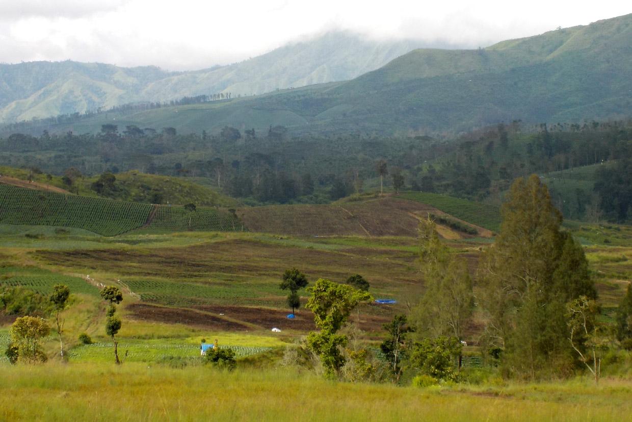 Ratusan Hektar Lahan Perhutani Bondowoso Beralih Fungsi Secara Ilegal